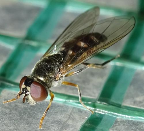 Platycheirus sp.